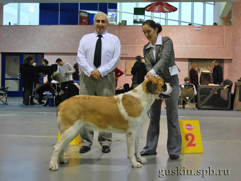      2009.  , ,  , DEY STAR ZHEMCHUZHINA NAVILOTOSH, .-1, CW, CAC, CACIB, BOB.   ,    ()