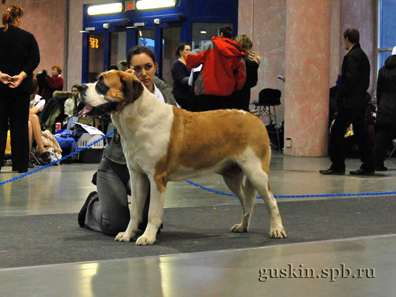      2009.  , ,  , DEY STAR ZHEMCHUZHINA NAVILOTOSH, .-1, CW, CAC, CACIB, BOB.   