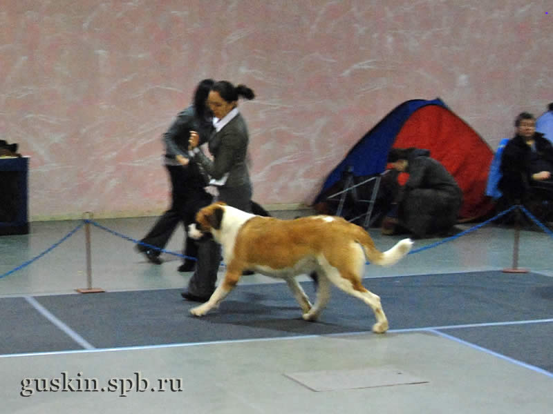      2009.  ,  DEY STAR ZHEMCHUZHINA NAVILOTOSH, , BOB.   