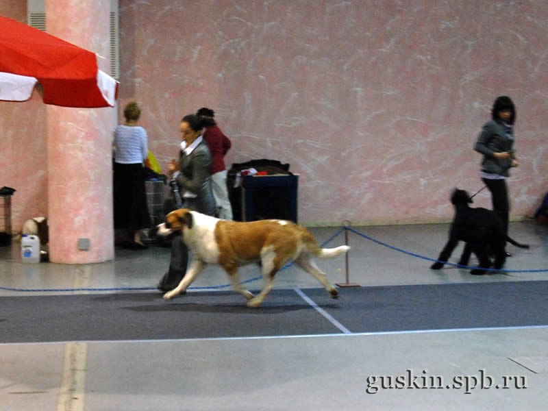      2009.  , ,  , DEY STAR ZHEMCHUZHINA NAVILOTOSH, .-1, CW, CAC, CACIB, BOB.   