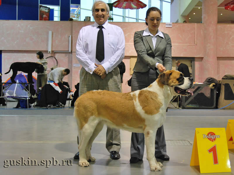      2009.  , ,  , DEY STAR ZHEMCHUZHINA NAVILOTOSH, .-1, CW, CAC, CACIB, BOB.   ,    ()
