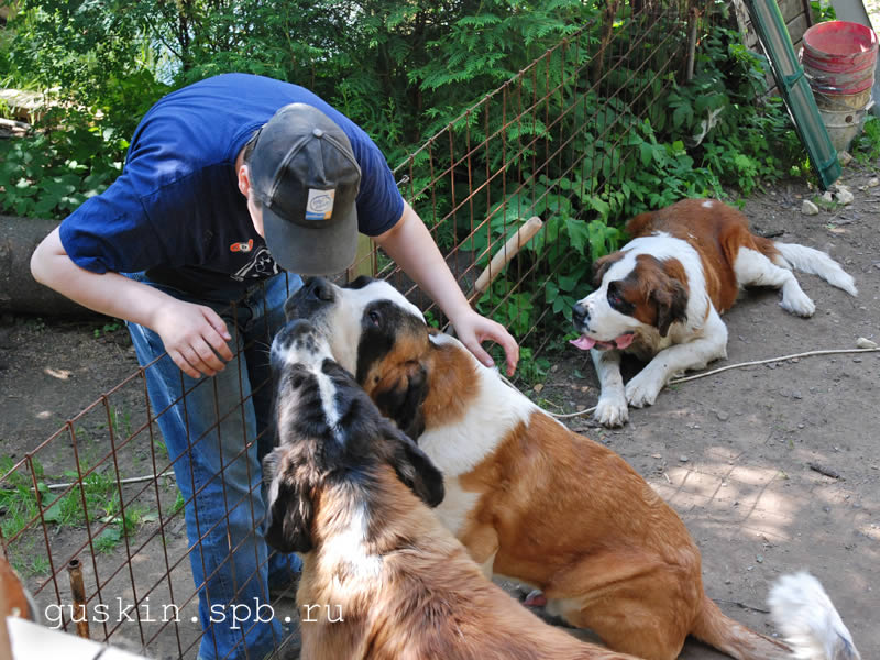    : ,  (  )   (Kalnu Sniegs Freddy Merkuri)