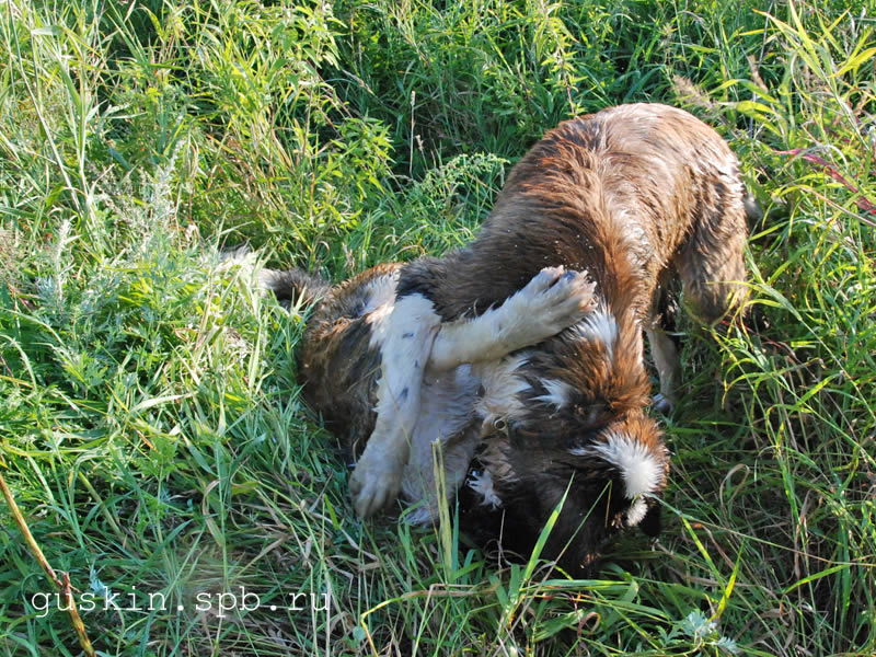    :  (Haznavur Van't Hof Ter Qunni)   (Bernegarden's Yankee Ygram)