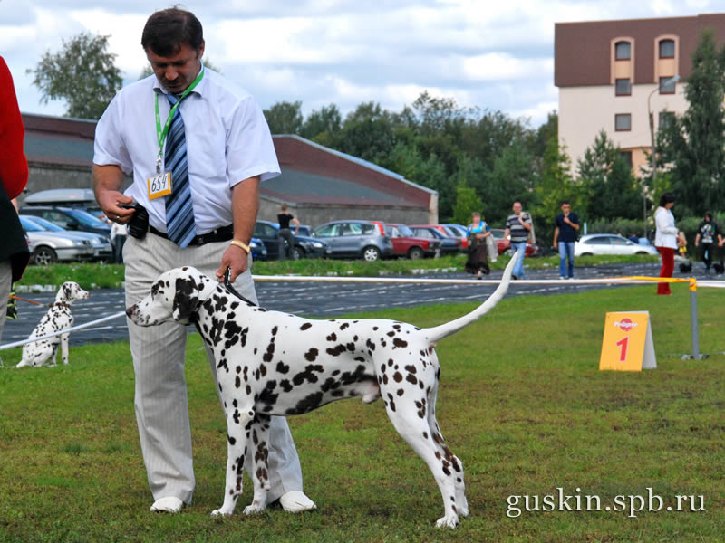   –2009, , ,  , Flinkvild Brendy Cup