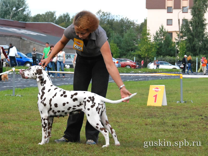   –2009, , ,  , Novaya Volna S Nevskih Ostrovov