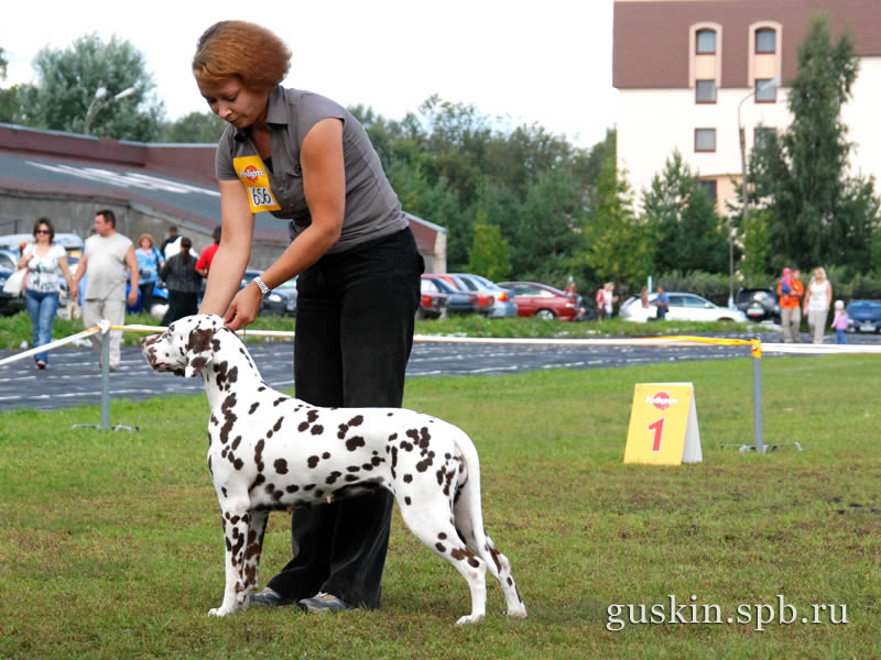   –2009, , ,  , Novaya Volna S Nevskih Ostrovov