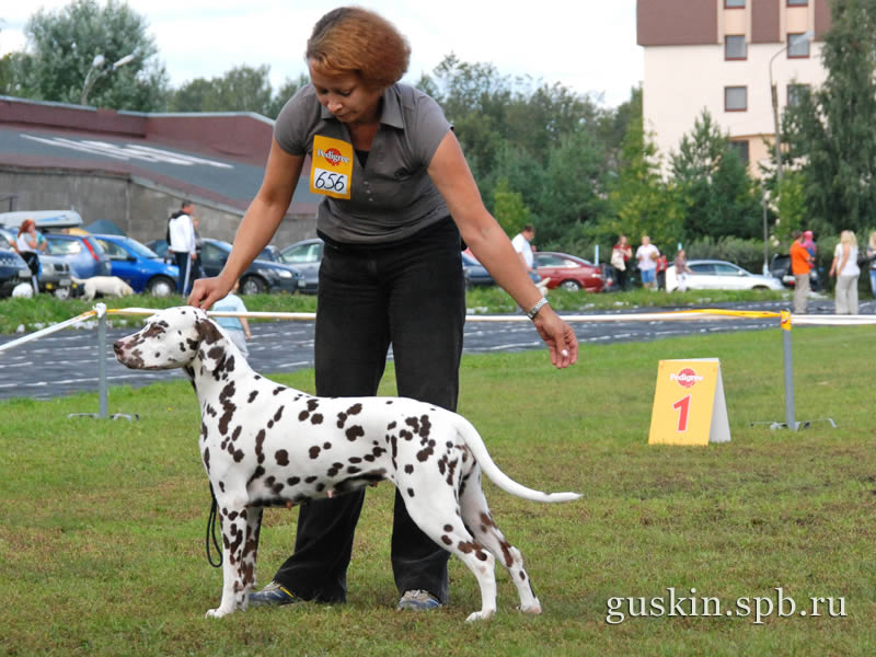   –2009, , ,  , Novaya Volna S Nevskih Ostrovov