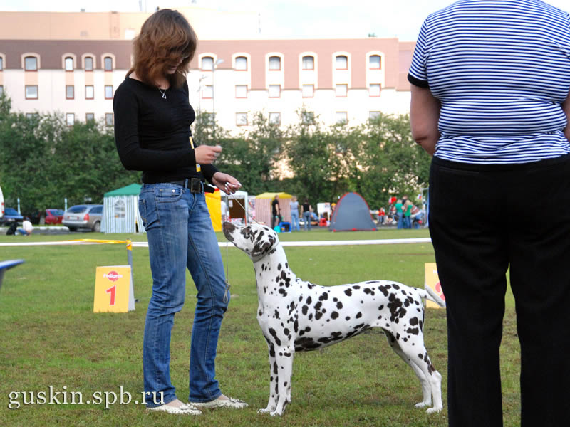   –2009, , ,  , Yablonevi Tsvet Iris