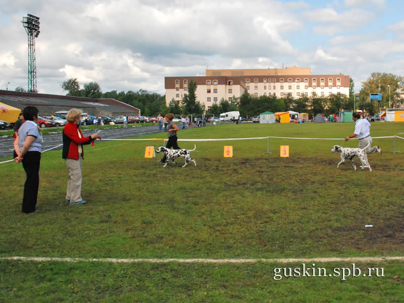   –2009, ,    (  ).      ()  Flinkvild Brendy Cup ()