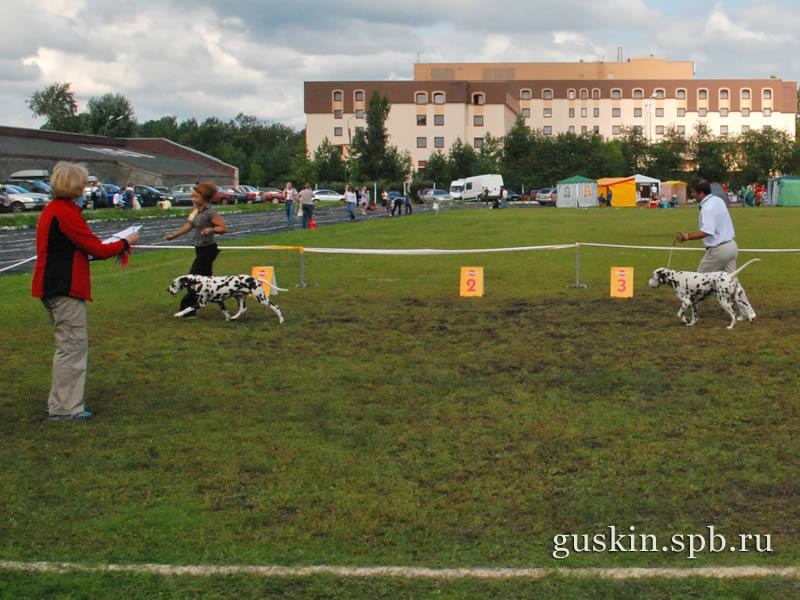   –2009, ,    (  ).      ()  Flinkvild Brendy Cup ()