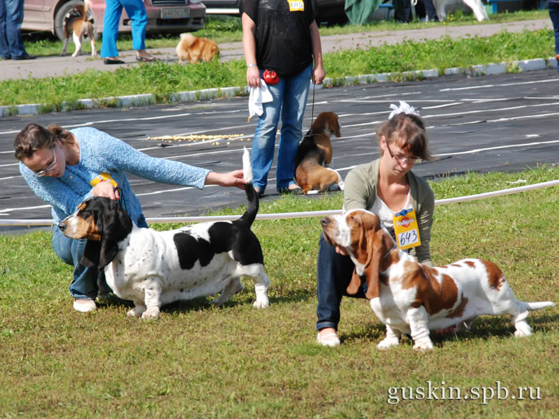   –2009, -, ,  , Fantalsia  Grand Twintip Golden Apple (CW)