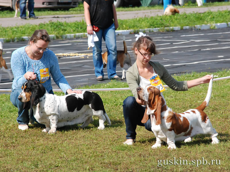   –2009, -, ,  , Fantalsia  Grand Twintip Golden Apple (CW)