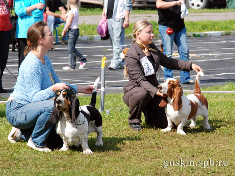   –2009, -, Fantalsia     