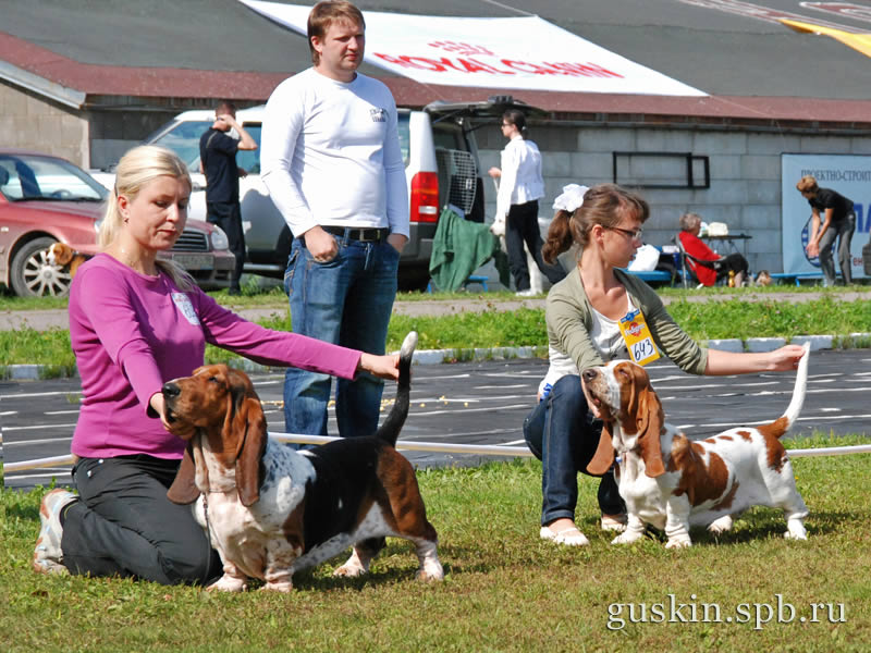   –2009, -,    (  ). Fantadrom Bentley For Alla  Grand Twintip Golden Apple