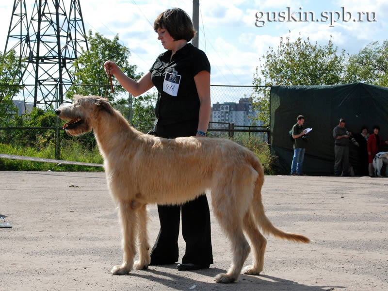  –2009,  , ,  , Vesennyaya Fantazia Iz Volshebnogo Lesa ()