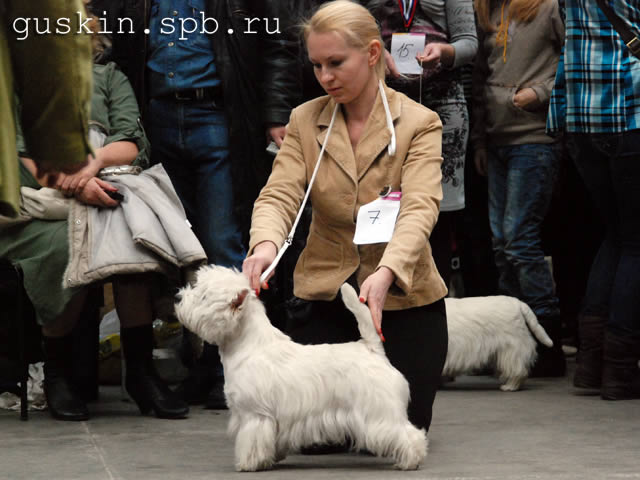        , 20  2011 .  Branislav Ragic (). ,  , W.D. O'La La Kutyo-Mutyo, -2, .