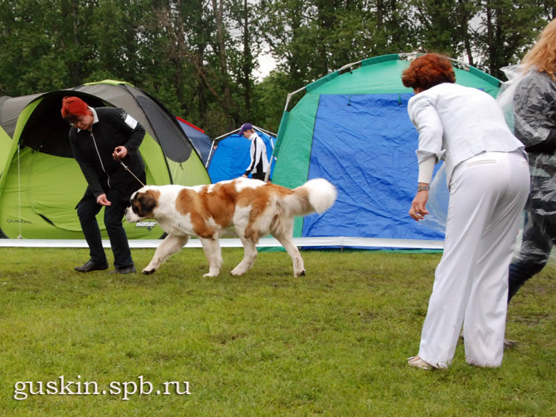  -2, 13  2010.   Saint Verna Amazing Kira, ,  , .