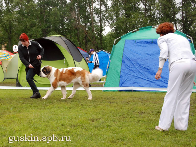  -2, 13  2010.   Saint Verna Amazing Kira, ,  , .